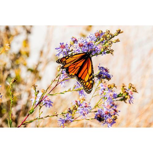 Jones, Allison 아티스트의 USA-New Hampshire-Bretton Woods-Omni Mount Washington Resort porch-monarch butterfly on aster작품입니다.